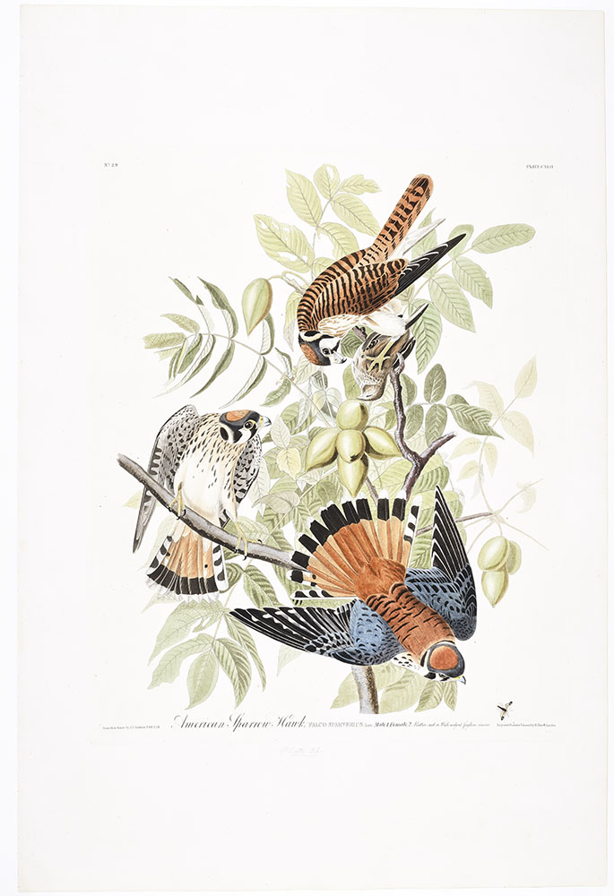 American Sparrow Hawk, plate CXLII